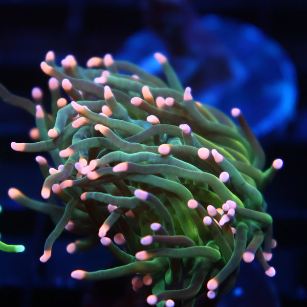 TCK Pink Tips Green Torch