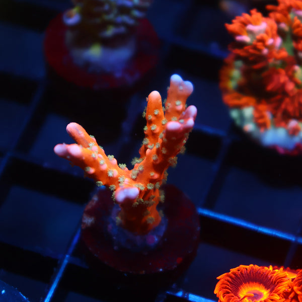 RRC Tropicana Anacropora