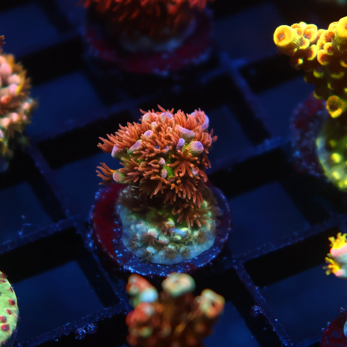 TCK Popcorn Polyps Tenuis