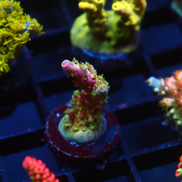 TCK Grafted Kaleidoscope