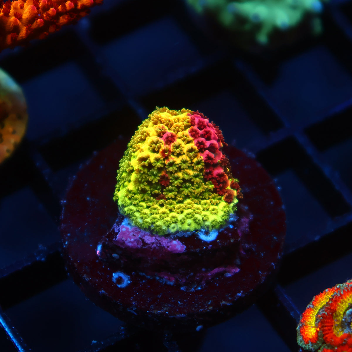 RRC Rainbow Splice Cookie
