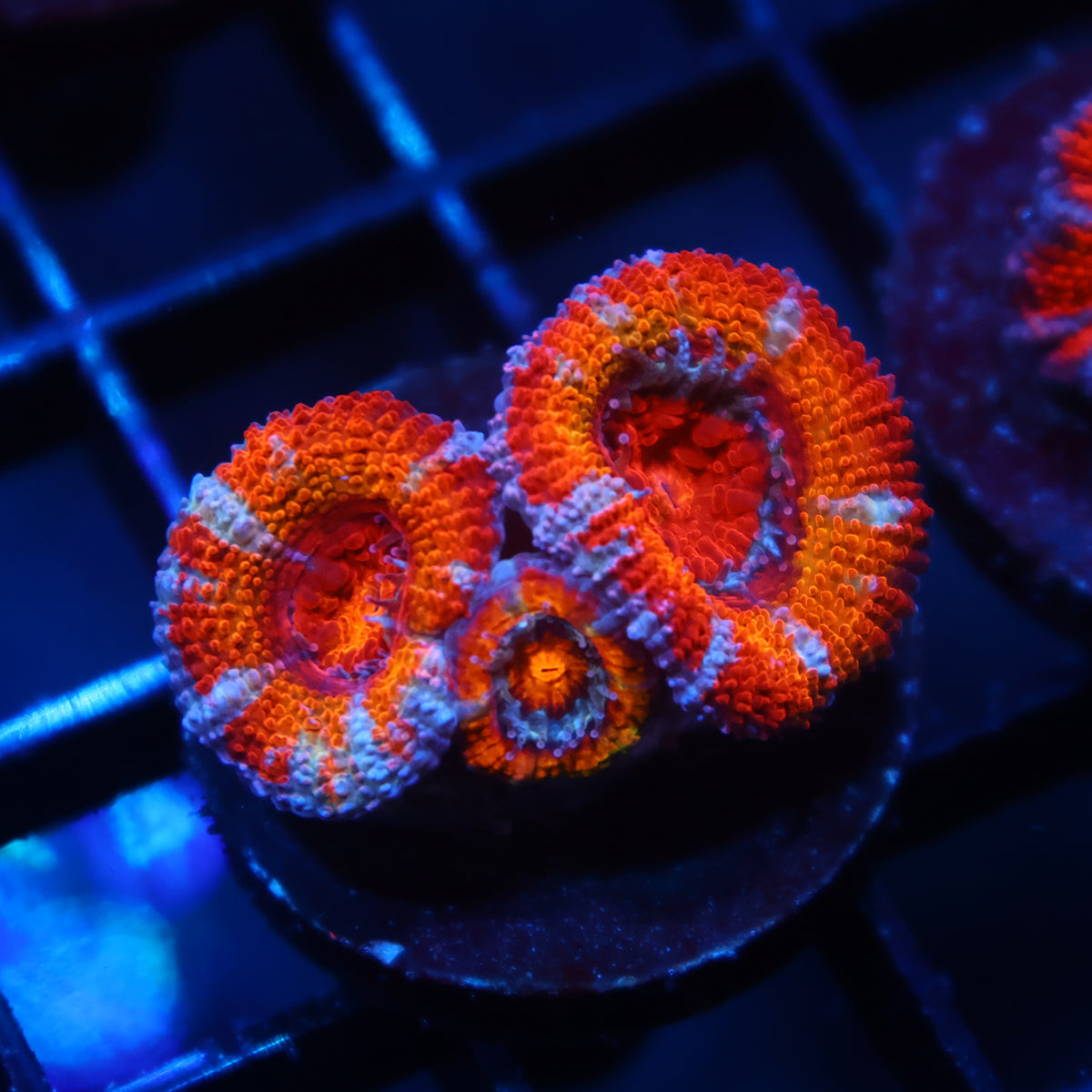 TCK Fluffy Rainbow Acans