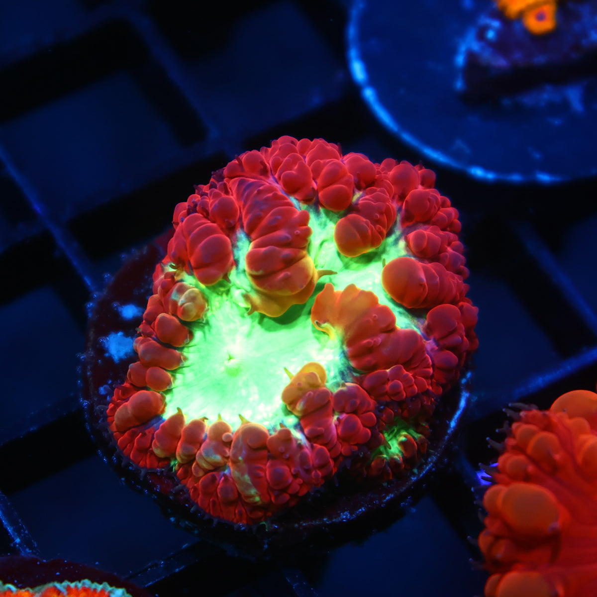 TCK Big Polyp Sour Apple Blastos