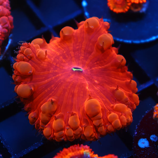 TCK Ruby Red Blasto