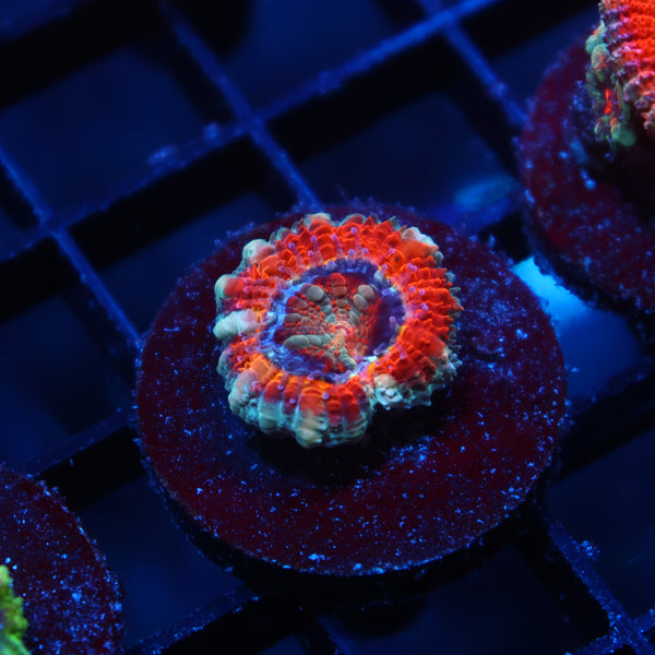 TCK Solar Storm Acan Lord