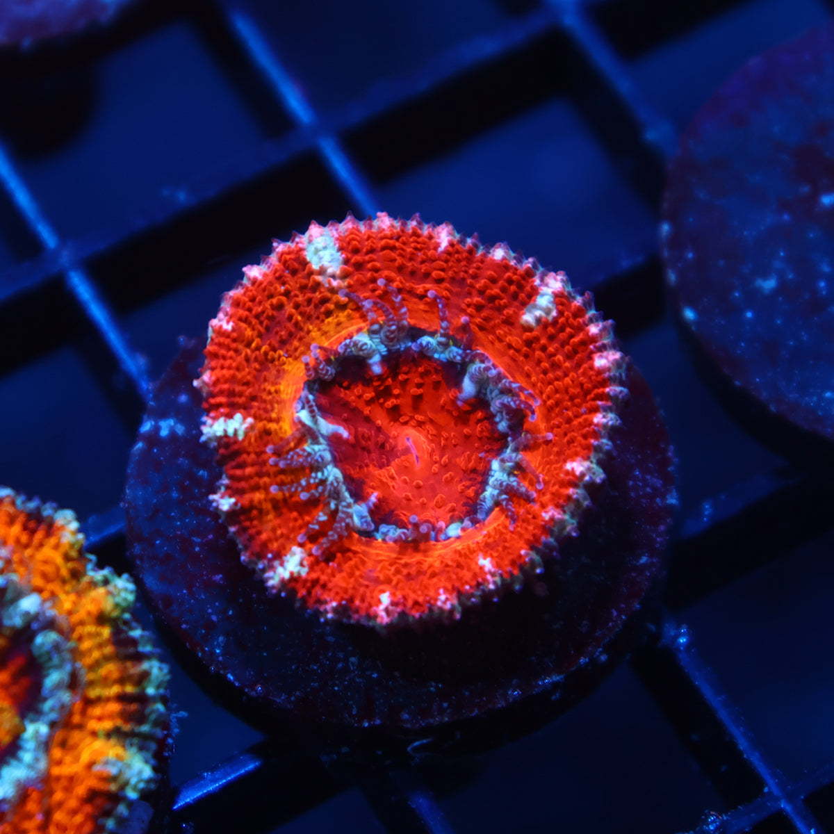 TCK Bleeding Red Acan Lord