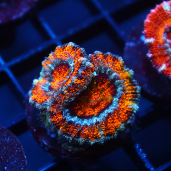 TCK Awesome Orange Acan Lord