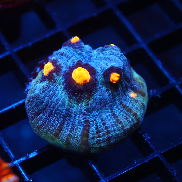 TCK Halloween Mycedium