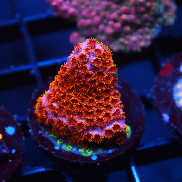 Skittles Bomb Cyphastrea