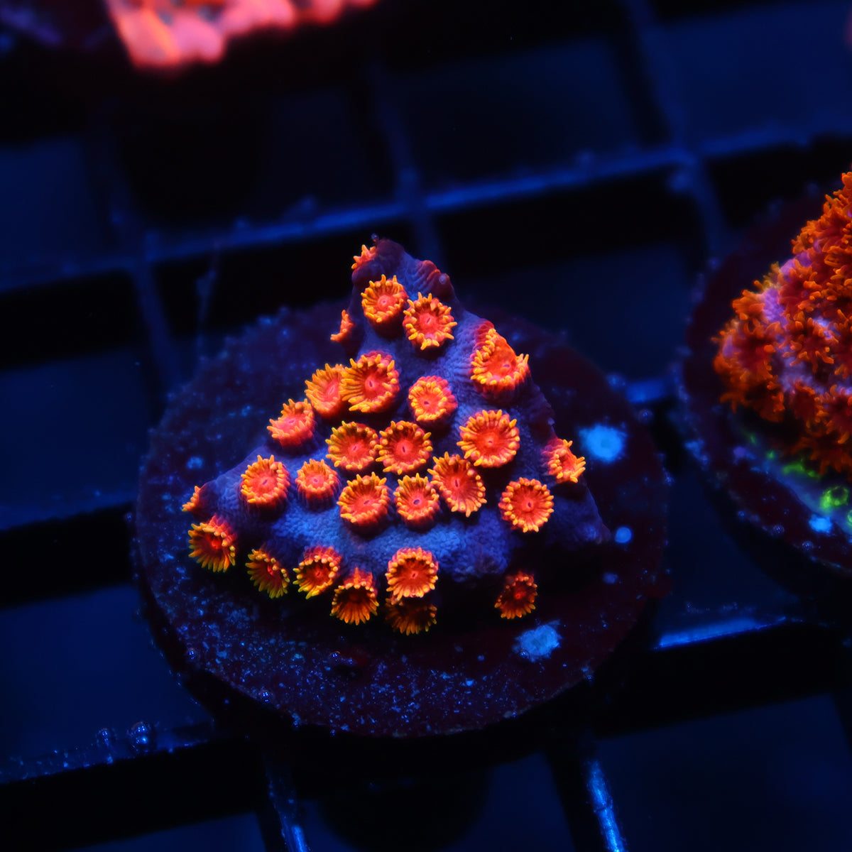 WWC Bizarro Cyphastrea
