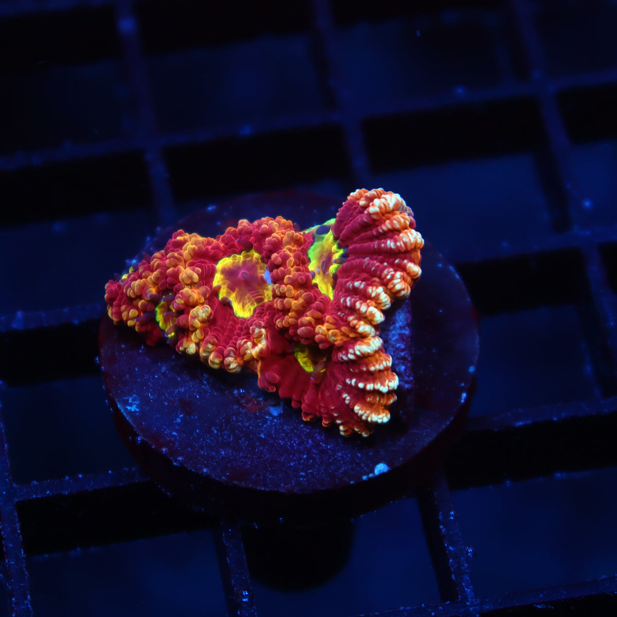 TCK Fireball Favia