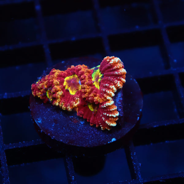 TCK Fireball Favia