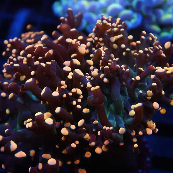 TCK Branching Gold "Beanbag" Frogspawn