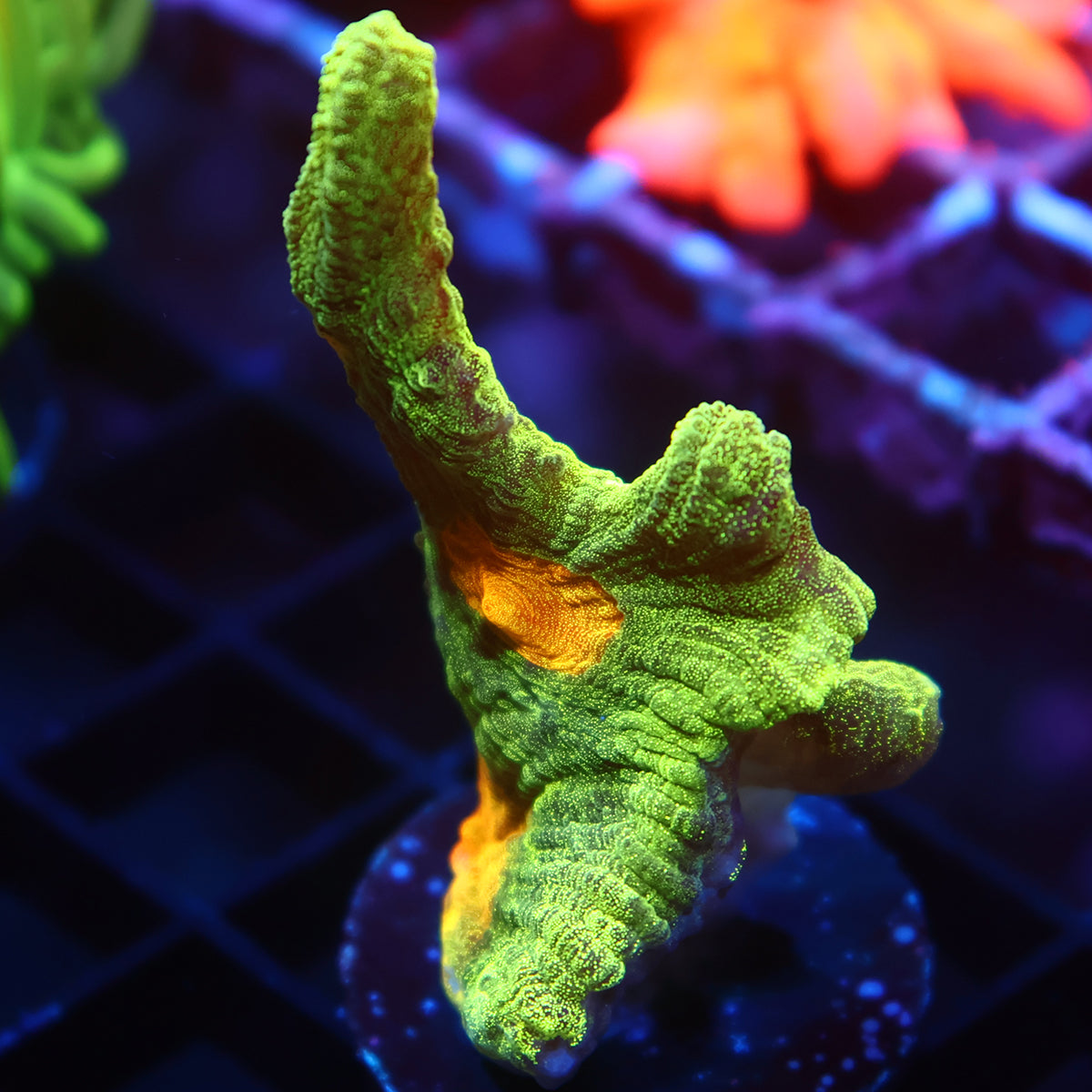 Space Invader Pectinia
