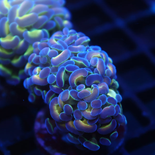 TCK Branching Holographic Hammer