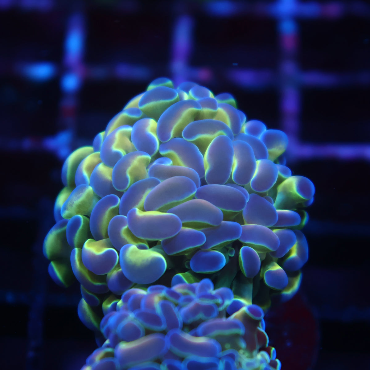 TCK Branching Purple Tips Hammer