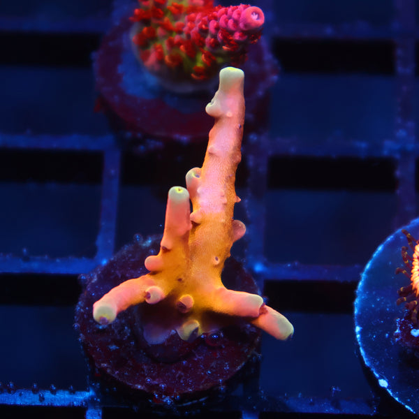 TCK Atomic Echinata