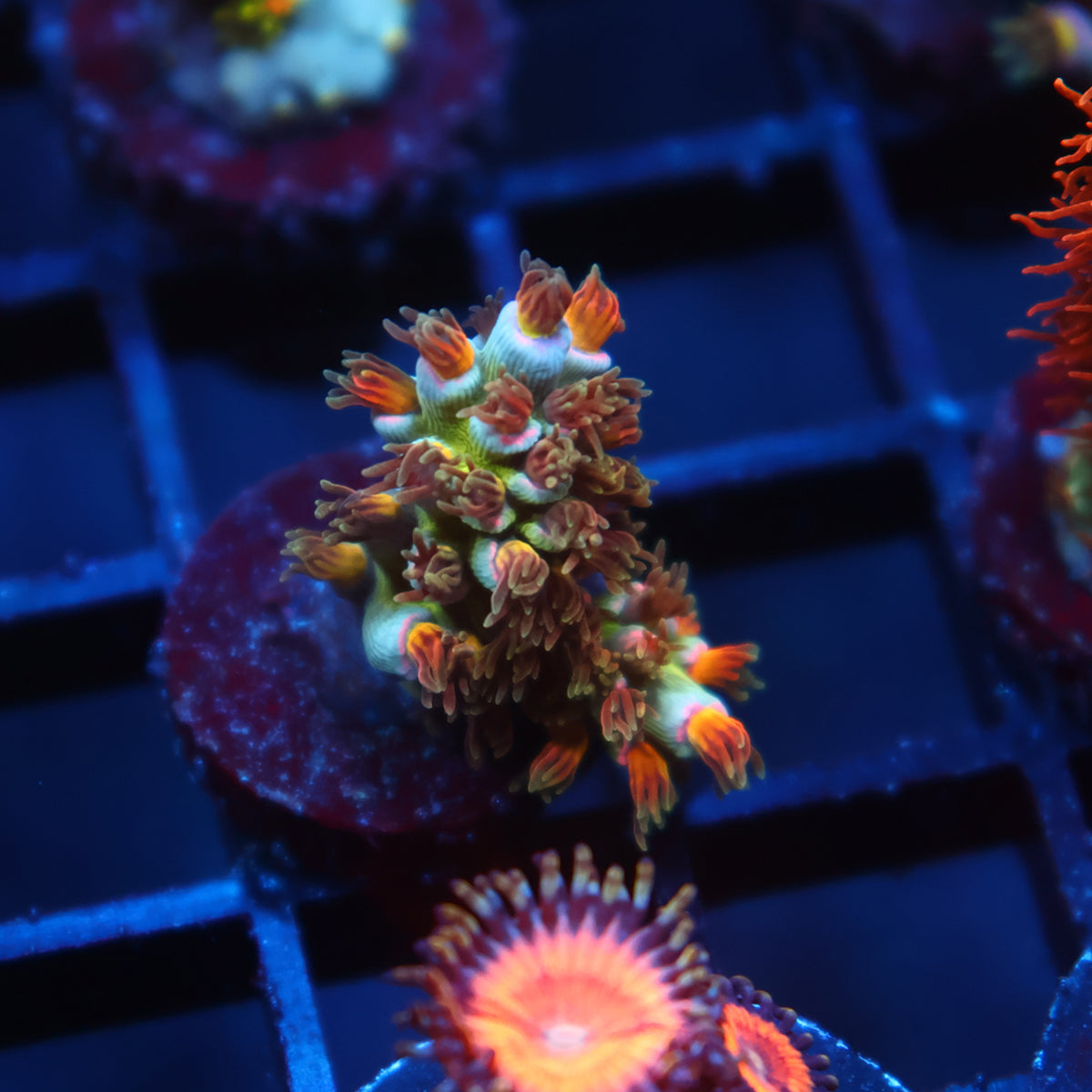 TCK Sweet Candy Tenuis