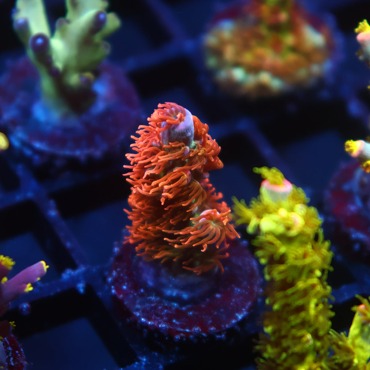 TCK Molten Polyps Tenuis