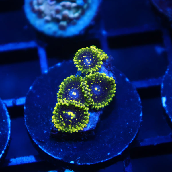 Exospheres