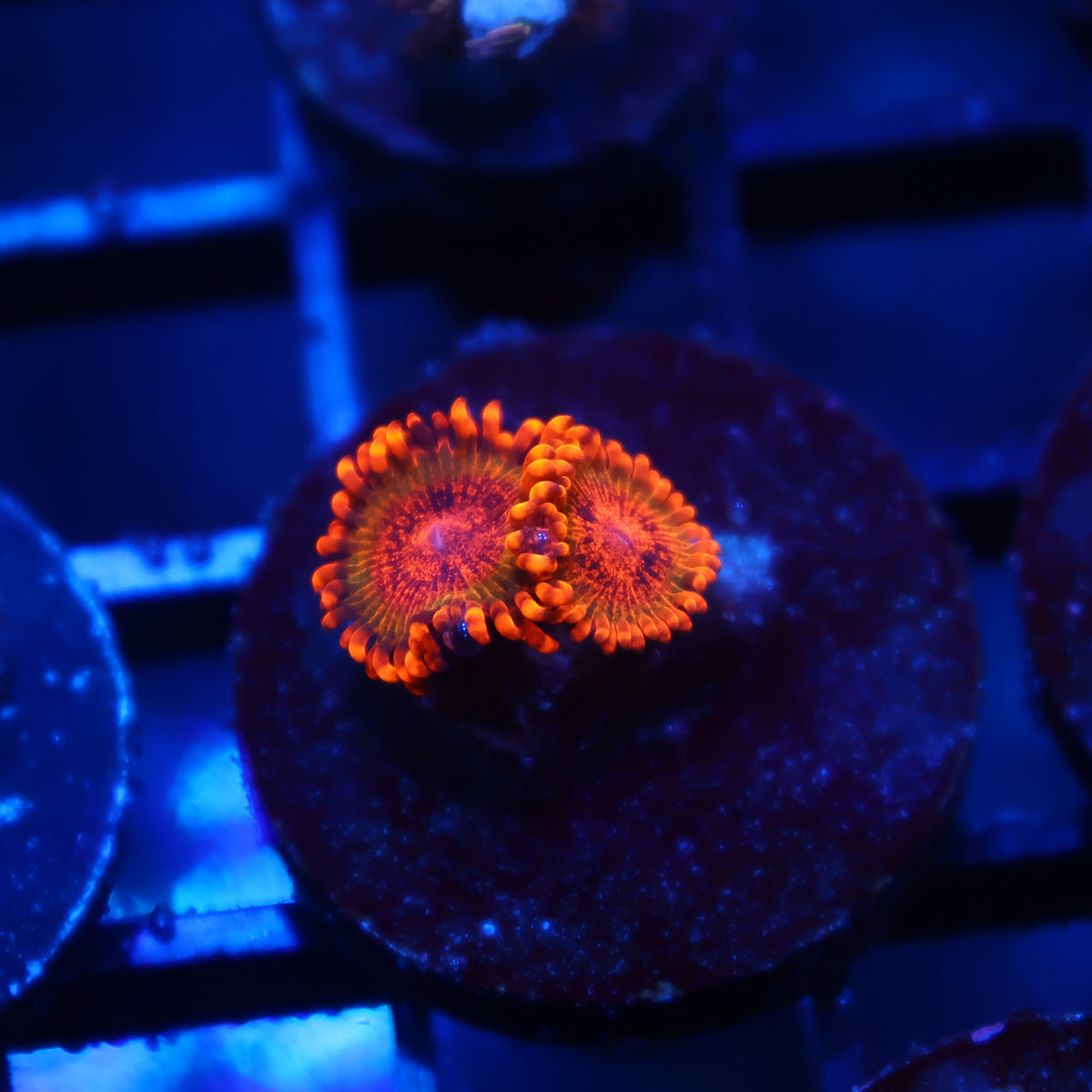 TCK Speckle Kraks