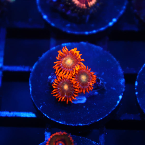 Tangerine Zoas