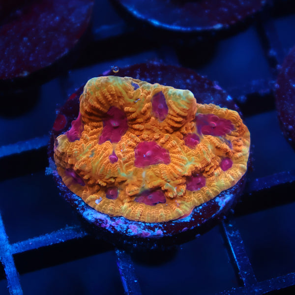 TCK Orange Jester Favia