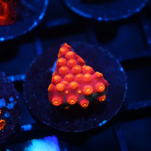 TCK Rainbow Abstract Cyphastrea