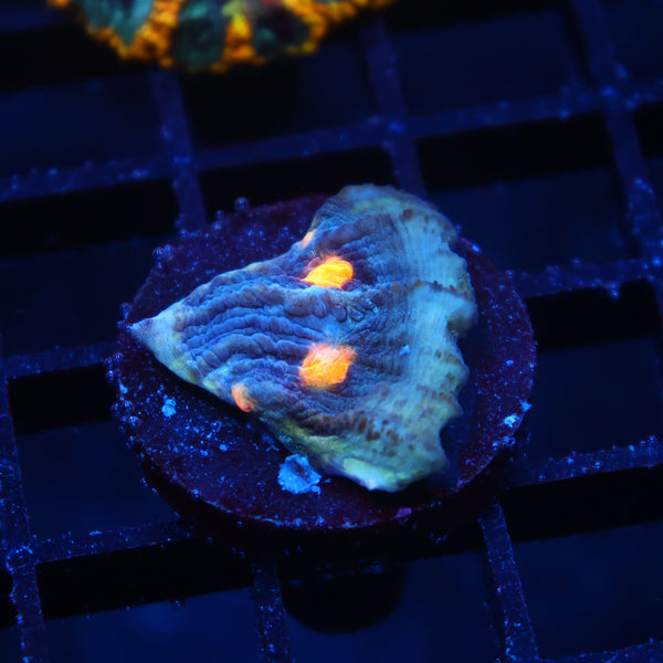 TCK Halloween Mycedium