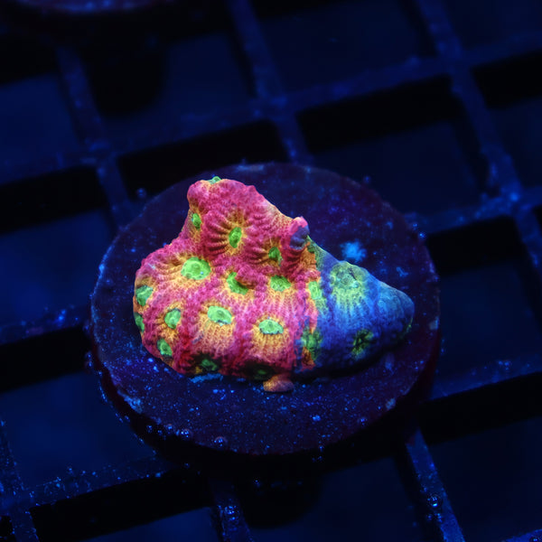 JF Dayglo Favia