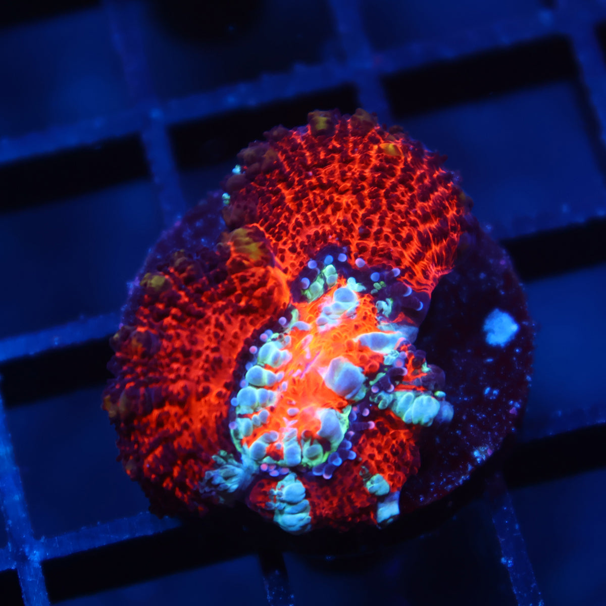TCK Aquacultured Red Wilsoni