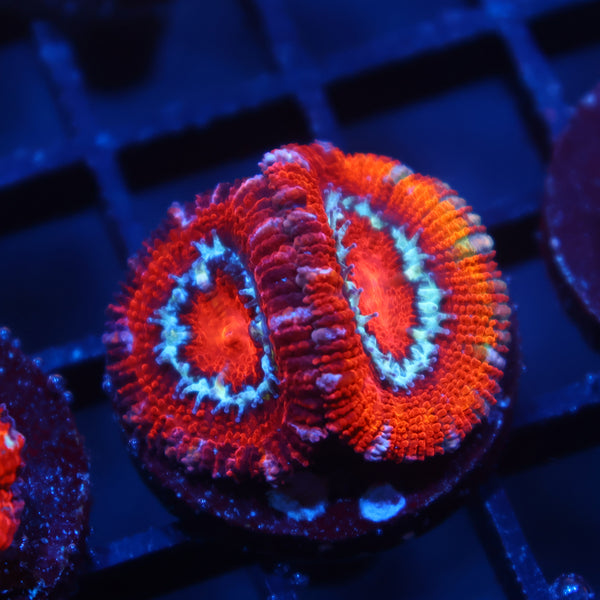 TCK Fluffy Acan Lord