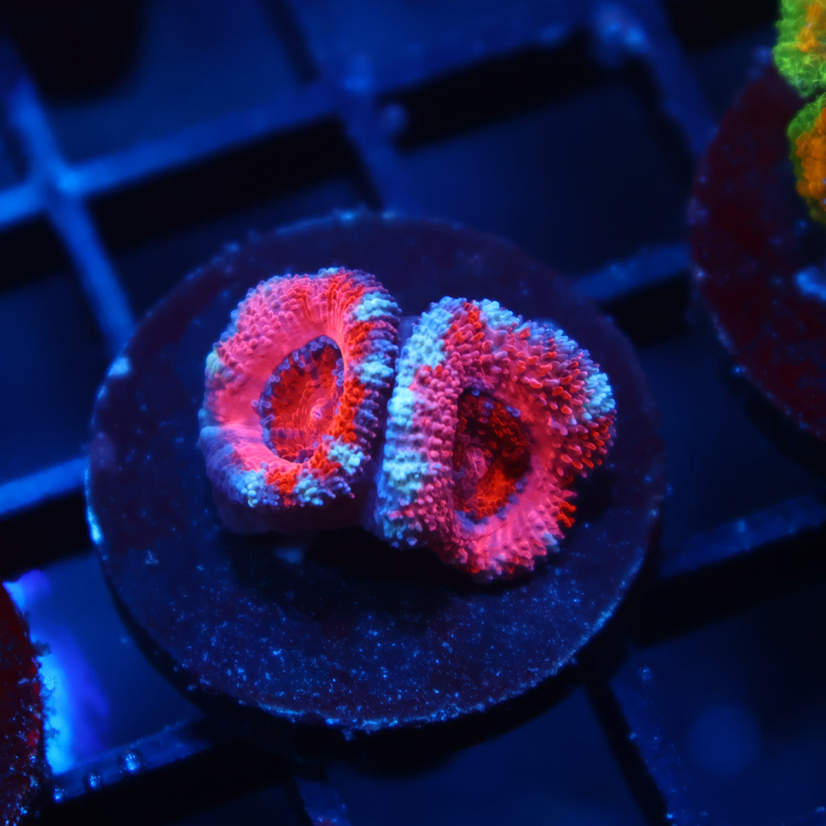 TCK Pink Acan Lord