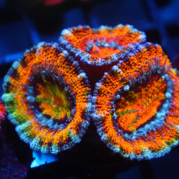 TCK Awesome Orange Acan Lord