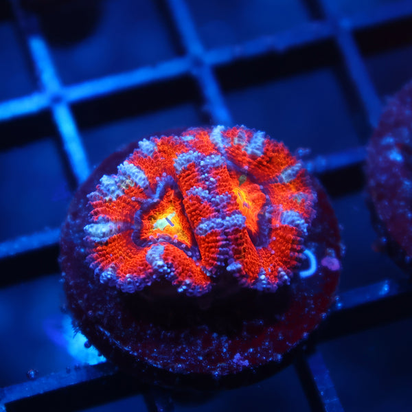 TCK Rainbow Swirl Acan Lord