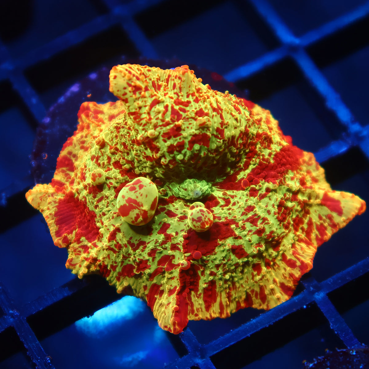 Insane Mythical Coral's Eclectus Bounce Mushroom