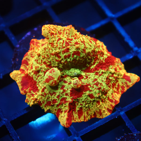 Insane Mythical Coral's Eclectus Bounce Mushroom