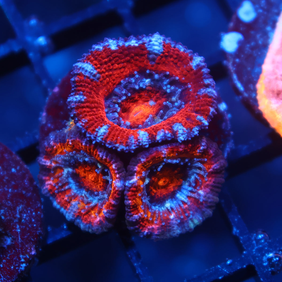 TCK Red Acan Lord
