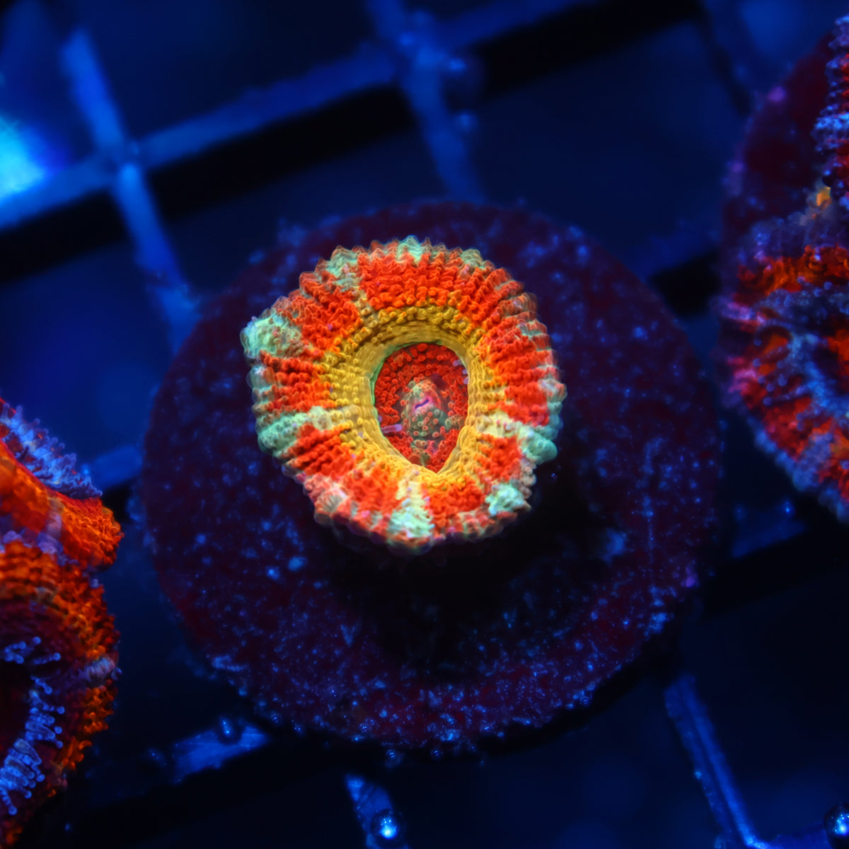 CC OG Rising Sun Acan Lord