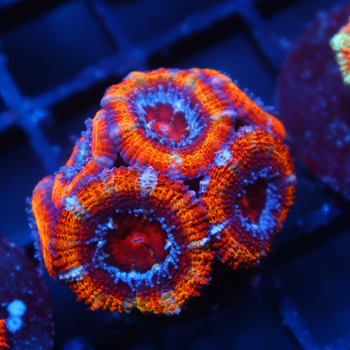 TCK Rainbow Acan Lord