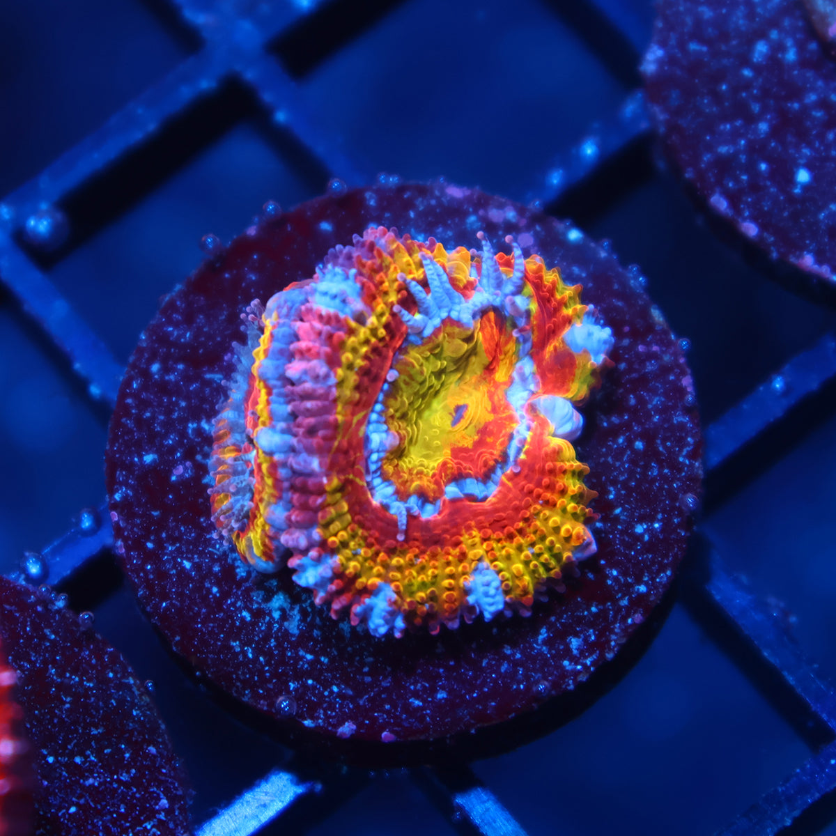 TCK Insanity Rainbow Acan Lord