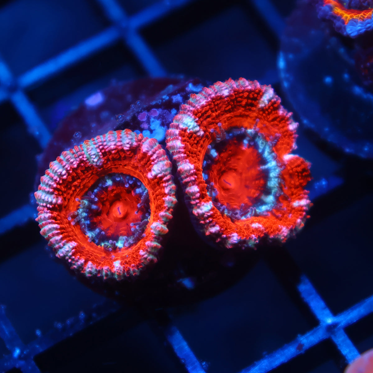 TCK Red Acan Lord