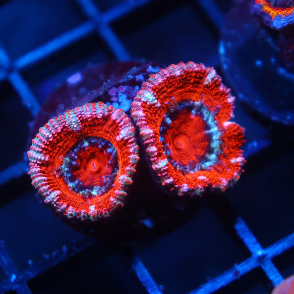 TCK Red Acan Lord