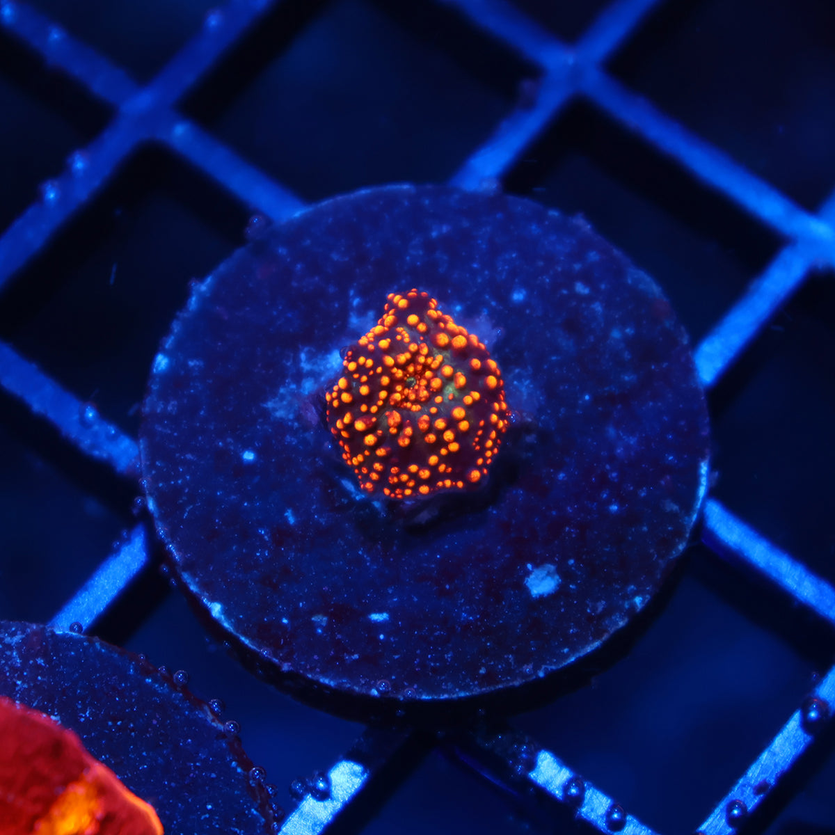Tiny Interstellar Mushroom