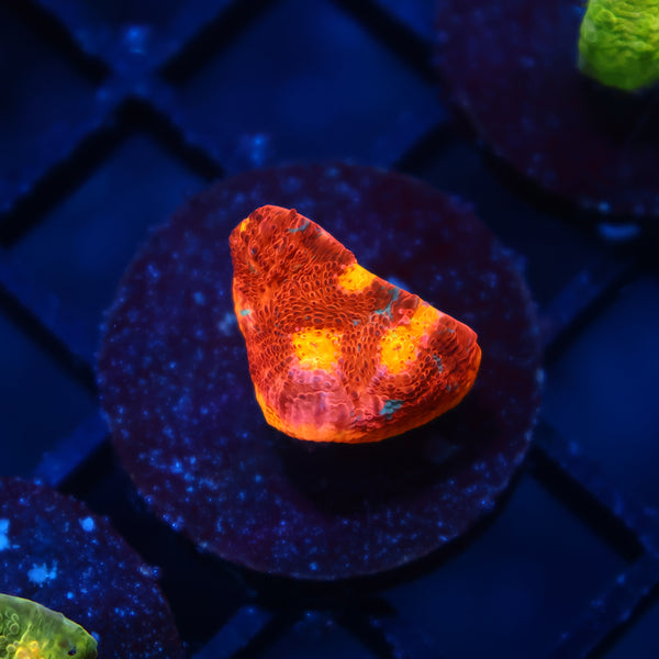 TCK Molten Rainbow Chalice