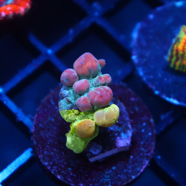WWC Cosmic Candy Bounce Chalice