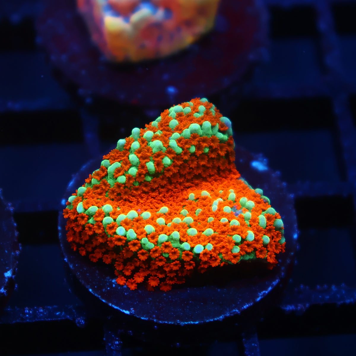 JF Aquaman Monti