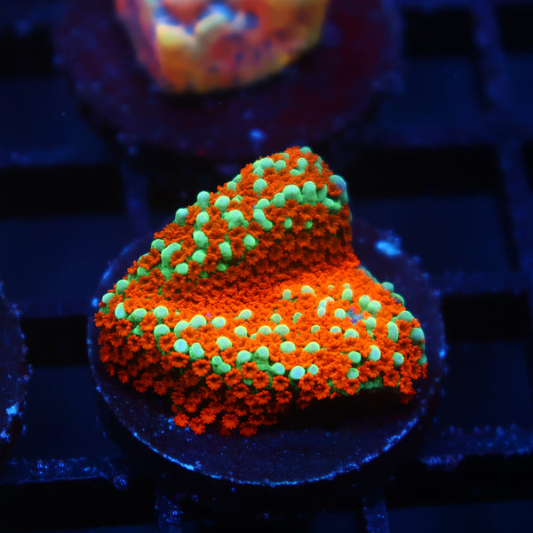 JF Aquaman Monti