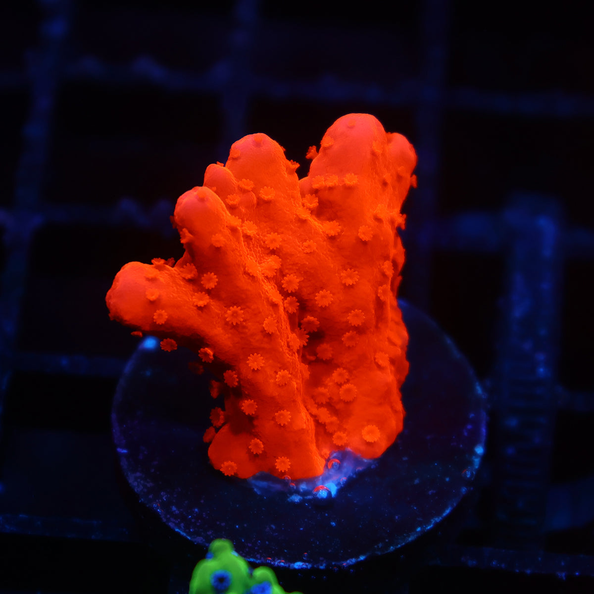 Red Setosa Monti