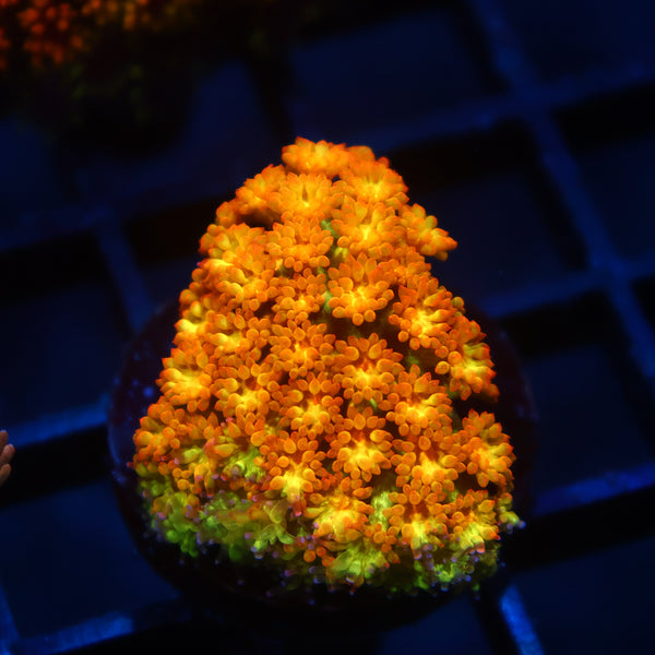TCK Combustion Goni Bernardpora